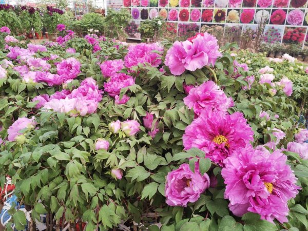米牛配资 牡丹花开引客来：山东菏泽解锁“花样经济”密码
